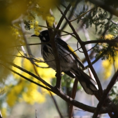 Phylidonyris novaehollandiae (New Holland Honeyeater) at Royalla, NSW - 13 Aug 2019 by LisaH