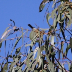 Acanthiza pusilla (Brown Thornbill) at Rob Roy Range - 13 Aug 2019 by LisaH