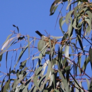 Acanthiza pusilla at Theodore, ACT - 13 Aug 2019