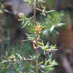 Grevillea juniperina subsp. villosa at Mongarlowe River - 13 Aug 2019 by LisaH