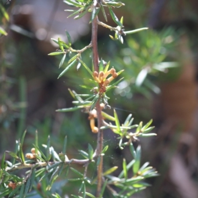 Grevillea juniperina subsp. villosa at Mongarlowe, NSW - 13 Aug 2019 by LisaH