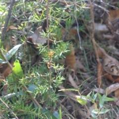 Grevillea juniperina subsp. villosa at Mongarlowe, NSW - 13 Aug 2019 02:49 PM