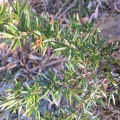 Grevillea juniperina subsp. villosa at Mongarlowe, NSW - 13 Aug 2019