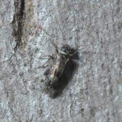 Psocodea 'Psocoptera' sp. (order) (Unidentified plant louse) at Black Mountain - 8 Aug 2019 by Harrisi