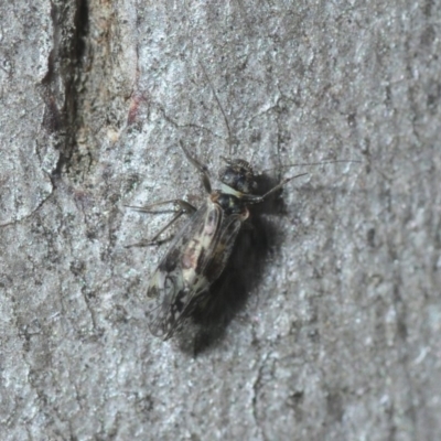 Psocodea 'Psocoptera' sp. (order) (Unidentified plant louse) at Black Mountain - 8 Aug 2019 by Harrisi