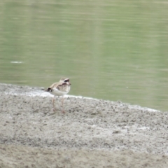 Charadrius melanops (Black-fronted Dotterel) at Molonglo Valley, ACT - 5 Feb 2019 by BenW