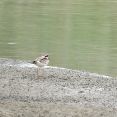 Charadrius melanops (Black-fronted Dotterel) at Molonglo Valley, ACT - 5 Feb 2019 by BenW