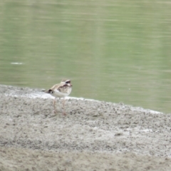 Charadrius melanops (Black-fronted Dotterel) at National Arboretum Forests - 4 Feb 2019 by tom.tomward@gmail.com