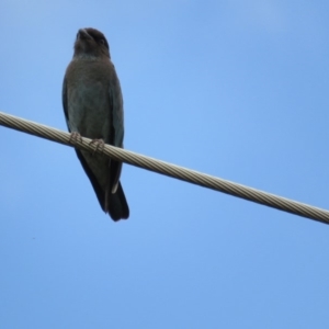 Eurystomus orientalis at Kingston, ACT - 5 Feb 2019