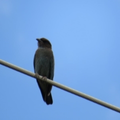 Eurystomus orientalis at Kingston, ACT - 5 Feb 2019