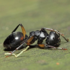 Polyrhachis femorata at Acton, ACT - 7 Aug 2019