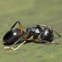 Polyrhachis femorata (A spiny ant) at Acton, ACT - 7 Aug 2019 by TimL