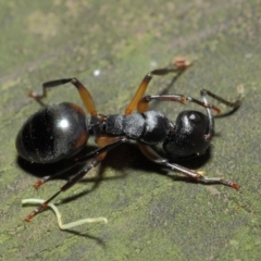 Polyrhachis femorata at Acton, ACT - 7 Aug 2019