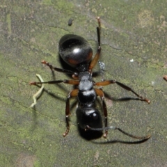 Polyrhachis femorata at Acton, ACT - 7 Aug 2019