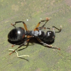 Polyrhachis femorata at Acton, ACT - 7 Aug 2019 01:42 PM