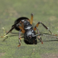 Polyrhachis femorata at Acton, ACT - 7 Aug 2019