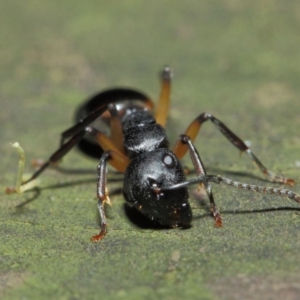 Polyrhachis femorata at Acton, ACT - 7 Aug 2019 01:42 PM