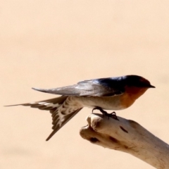 Hirundo neoxena (Welcome Swallow) at Lilli Pilli, NSW - 9 Aug 2019 by jb2602