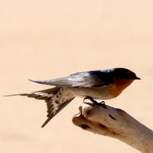 Hirundo neoxena at Lilli Pilli, NSW - 9 Aug 2019 12:29 PM