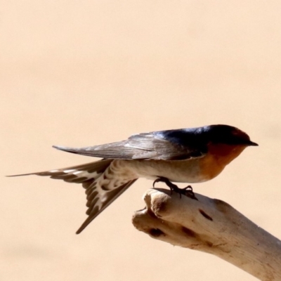 Hirundo neoxena (Welcome Swallow) at Lilli Pilli, NSW - 9 Aug 2019 by jb2602