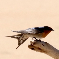 Hirundo neoxena (Welcome Swallow) at Lilli Pilli, NSW - 9 Aug 2019 by jbromilow50