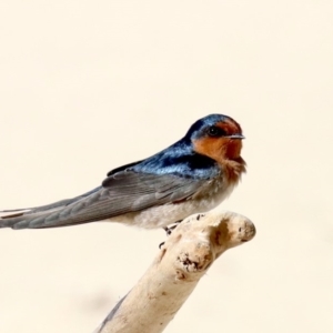 Hirundo neoxena at Lilli Pilli, NSW - 9 Aug 2019 12:29 PM