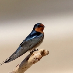 Hirundo neoxena at Lilli Pilli, NSW - 9 Aug 2019 12:29 PM