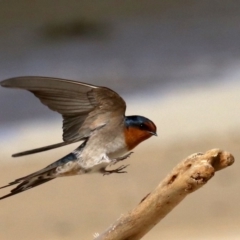 Hirundo neoxena at Lilli Pilli, NSW - 9 Aug 2019 12:29 PM