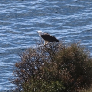 Haliaeetus leucogaster at Guerilla Bay, NSW - 11 Aug 2019 10:42 AM