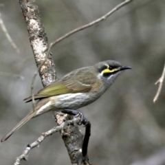 Caligavis chrysops (Yellow-faced Honeyeater) at Lilli Pilli, NSW - 10 Aug 2019 by jbromilow50
