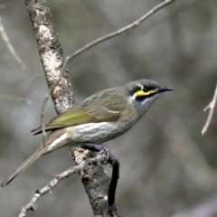 Caligavis chrysops (Yellow-faced Honeyeater) at Lilli Pilli, NSW - 10 Aug 2019 by jb2602
