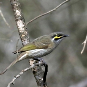 Caligavis chrysops at Lilli Pilli, NSW - 10 Aug 2019