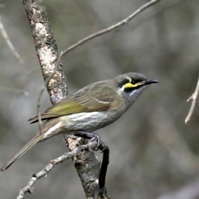 Caligavis chrysops (Yellow-faced Honeyeater) at Lilli Pilli, NSW - 10 Aug 2019 by jb2602