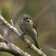 Caligavis chrysops at Lilli Pilli, NSW - 10 Aug 2019 02:24 PM