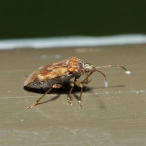 Miridae (family) at Acton, ACT - 7 Aug 2019 01:49 PM