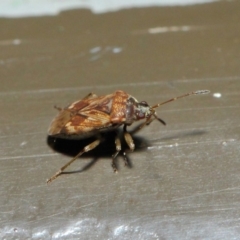 Miridae (family) at Acton, ACT - 7 Aug 2019 01:49 PM