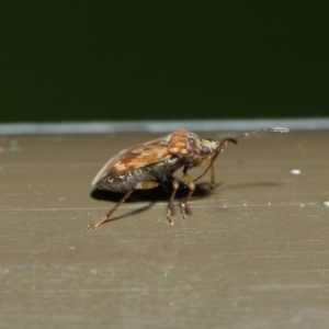 Miridae (family) at Acton, ACT - 7 Aug 2019 01:49 PM