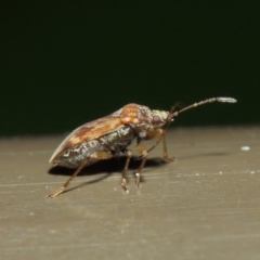 Miridae (family) at Acton, ACT - 7 Aug 2019