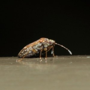 Miridae (family) at Acton, ACT - 7 Aug 2019 01:49 PM