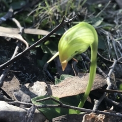 Pterostylis nutans (Nodding Greenhood) at Hackett, ACT - 13 Aug 2019 by PeterR
