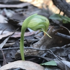 Pterostylis nutans at Hackett, ACT - 13 Aug 2019