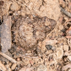 Crinia parinsignifera (Plains Froglet) at Molonglo River Reserve - 14 Aug 2019 by SWishart