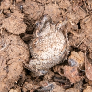 Crinia parinsignifera at Molonglo River Reserve - 14 Aug 2019