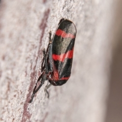 Eurymelops rubrovittata (Red-lined Leaf Hopper) at Molonglo River Reserve - 14 Aug 2019 by SWishart
