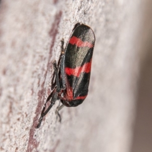 Eurymelops rubrovittata at Molonglo River Reserve - 14 Aug 2019 01:56 PM