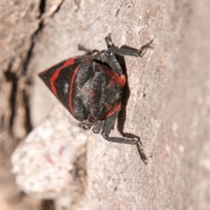 Eurymelops rubrovittata at Molonglo River Reserve - 14 Aug 2019 01:56 PM