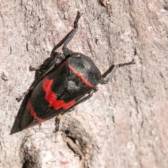 Eurymelops rubrovittata at Molonglo River Reserve - 14 Aug 2019 01:56 PM