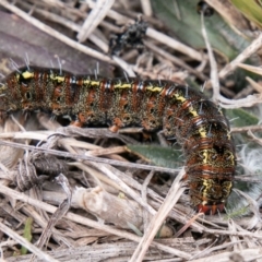 Apina callisto (Pasture Day Moth) at Dunlop, ACT - 14 Aug 2019 by SWishart