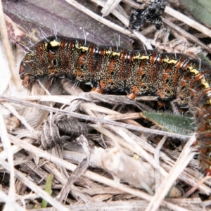 Apina callisto at Molonglo River Reserve - 14 Aug 2019 01:21 PM