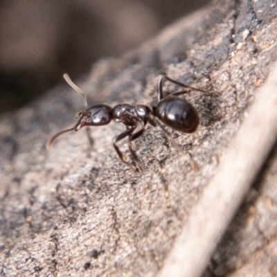Papyrius nitidus (Shining Coconut Ant) at Molonglo River Reserve - 14 Aug 2019 by SWishart